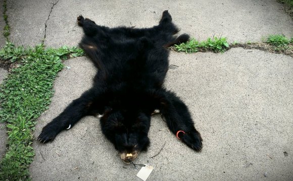 Lifesize black bear pelt. by