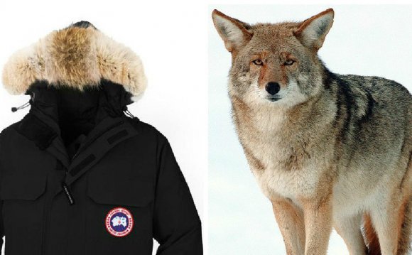 Canada Goose Jacket Coyote Fur