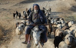 afghan sheep farmer
