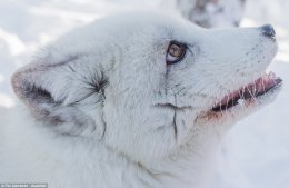 Boast: The Polar Park Arctic Wildlife Centre in Norway is the northernmost of its kind in the world and has three arctic foxes. Hardly any survive in Norway and Sweden