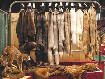 Furs, Pelts & Hides!