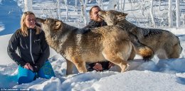 Give us a kiss: The wolves even licked the faces of their visitors at the wildlife park. Mr Jakobsen said: 'Meeting these socialised wolves has been a very special experience'