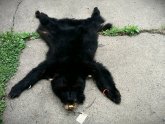 Black Bear Pelt