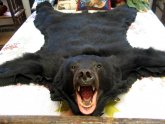Black Bear Rug taxidermy