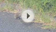 Wild Rabbit with white fur on neck and head + friend June