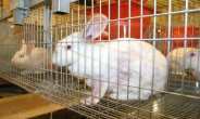 White rabbit in cage